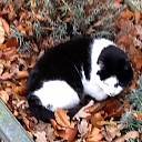 Poes kwijt
