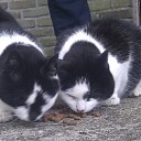 Vermiste poes Oudleusen Vermiste poes Oudleusen