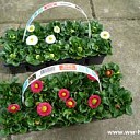 Verkoop van bloemen, perkplanten Verkoop van bloemen, perkplanten