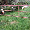 Afval gedumpt langs Leemculeweg? Afval gedumpt langs Leemculeweg?