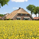 Koolzaadvelden prachtig in bloei