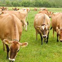 Een Engels ras: Jersey