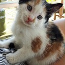 Jonge poes vermist en weer terug