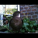 Kijk de vogels genieten van het mooie weer.(video) Kijk de vogels genieten van het mooie weer.(video)