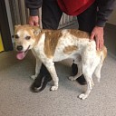 Hond gevonden in Dalfsen (update)