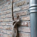 Grote Weerschijnvlinder Grote Weerschijnvlinder