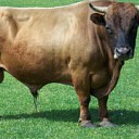 De (grote) kabouters zongen uit volle borst De (grote) kabouters zongen uit volle borst