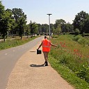 Dalfsen volop in bloei