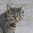Kat weg