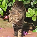 Poes komen aanlopen, wie mist er een? Poes komen aanlopen, wie mist er een?