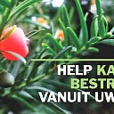 Lever uw taxussnoeisel in voor geneesmiddelen voor kanker