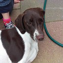 Hond gevonden (Update) Hond gevonden (Update)