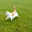 Kater Jerry is zoek! Kater Jerry is zoek!