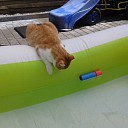 Sammie is terug, de jongens weer blij Sammie is terug, de jongens weer blij