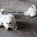 Ook bij Pekkeriet een vogelparadijs Ook bij Pekkeriet een vogelparadijs