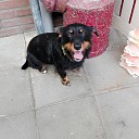 Hondje gevonden Hondje gevonden