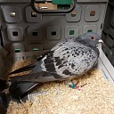 Geringde duif aan komen vliegen (update)