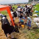 Jeugd doet mee aan kalverkeuring tijdens de Oogstdag op Kampereiland. Jeugd doet mee aan kalverkeuring tijdens de Oogstdag op Kampereiland.