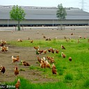 Goedkeuring megapluimveehouderij Goedkeuring megapluimveehouderij