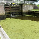 Het kroosvaren verdrijft de vissers Het kroosvaren verdrijft de vissers
