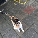 Van wie is die kat Van wie is die kat