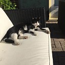 Kat vermist Kat vermist