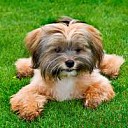 Wie heeft ons hondje gezien of meegenomen? (Update)