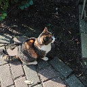Poes aankomen lopen. Poes aankomen lopen.