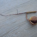 Huis-, tandarts instrument? Huis-, tandarts instrument?