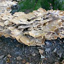 Volgens de kalender komt de herfst er aan Volgens de kalender komt de herfst er aan