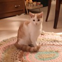 Kitten gevonden Kitten gevonden