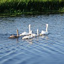 Zwanen op weg naar het grote feest Zwanen op weg naar het grote feest