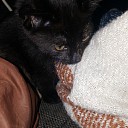 Kitten gevonden Langkamp Kitten gevonden Langkamp