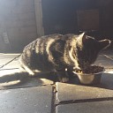 Jong katje aan komen lopen