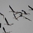 Kraanvogels Kraanvogels