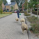 Heeft Duurzaam Hoonhorst ook een dorpskudde? Heeft Duurzaam Hoonhorst ook een dorpskudde?