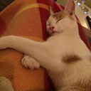 Kater kwijt