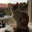 Vermiste rood-witte jonge kater Vermiste rood-witte jonge kater
