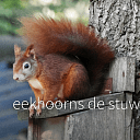 Iedereen bedankt voor de noten Iedereen bedankt voor de noten