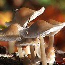 Paddestoelen