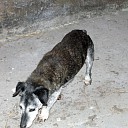 Wie mist zijn hondje? Al weer opgelost. Wie mist zijn hondje? Al weer opgelost.