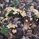Paddenstoelen geniet nu het nog kan