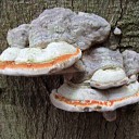 Nog steeds paddenstoelen te zien Nog steeds paddenstoelen te zien