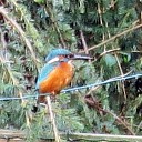 Natuur in eigen tuin