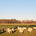 Groene schapen aan de blauwe dijk Groene schapen aan de blauwe dijk