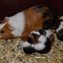 Jonge cavia’s geboren op Natuurboerderij Lindehoeve. Jonge cavia’s geboren op Natuurboerderij Lindehoeve.