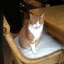 Kat vermist Kat vermist