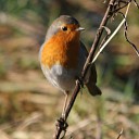 Roodborst warmt zich op in de zon Roodborst warmt zich op in de zon