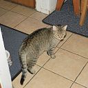 Heeft iemand deze poes gezien? Heeft iemand deze poes gezien?