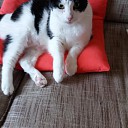 Kat vermist en ook weer terug Kat vermist en ook weer terug